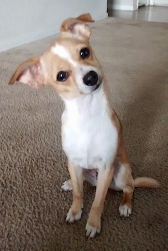 The Jack Chi: A Complete Guide Pitbull Jack Russell Mix Dogs, Chihuahua Jack Russell Mix Dogs, Jack Russell Chihuahua Mix Dogs, Jackchi Dogs, Jack Chi, Chi Dog, Dog Exercise, Purebred Dogs, Chihuahua Mix