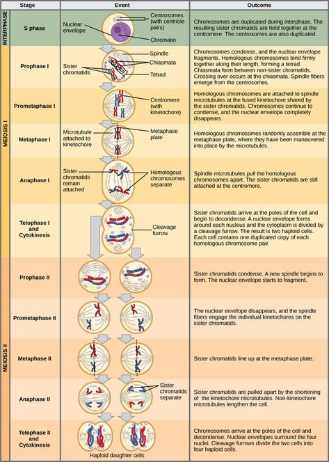 General Biology, Biology Worksheet, Study Biology, Genetic Variation, Cell Cycle, Cell Division, Biology Lessons, Teaching Biology, Nursing School Notes