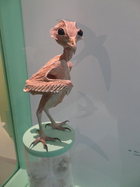 This is what an owl looks like without its feathers: 19 Pictures You Were Never, Ever Meant To See In Your Life Featherless Owl, Scary Images, Dinosaur Bones, Weird Pictures, Barn Owl, Everyday Objects, Creature Design, Funny Photos, Funny Images