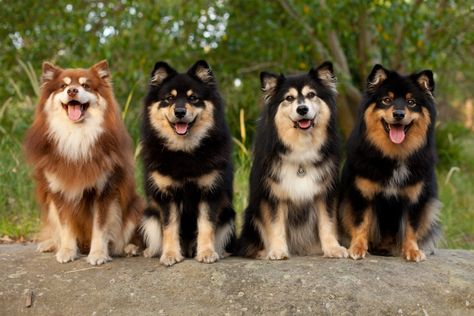 111+ Best Finnish Lapphund Dog Names Finnish Lapphund, Rare Dogs, Bored Dog, Cele Mai Drăguțe Animale, Dog List, Purebred Dogs, American Staffordshire Terrier, Lap Dogs, Cairn Terrier