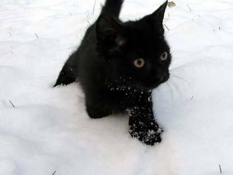 powder Black Cat In Snow, Cat In Snow, Regulus Acturus Black, Cat Snow, Snow Cat, Winter Cat, Black Snow, Foster Kittens, A Black Cat