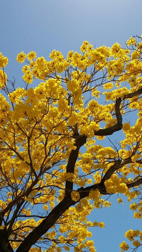 Yellow Trees Aesthetic, Yellow Tree Wallpaper, Venezuela Wallpaper, Venezuela Aesthetic, Christian Iphone Wallpaper, Hufflepuff Aesthetic, Japanese Tree, Reference Photos For Artists, Color Design Inspiration