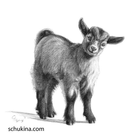 Goat baby G097 by sschukina on DeviantArt Goat Drawing, Miniature Goats, Goat Paintings, Goat Logo, Goat Art, Pencil Drawings Of Animals, Baby Goat, Cute Goats, Baby Goats