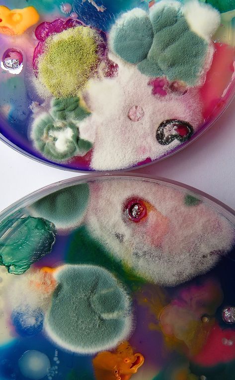 Growth And Decay, Petri Dishes, Biology Art, Bio Art, Petri Dish, Microbiology, 영감을 주는 캐릭터, Science Art, Natural Forms