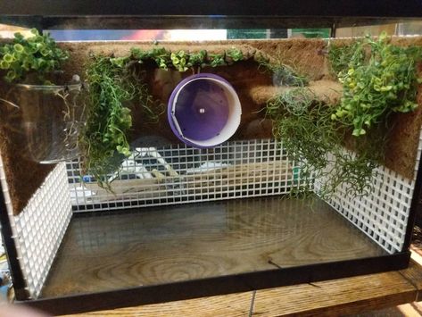 New 20 Gallon Tall Build With Egg Crate (complete) - HCA: Hermit Crab Association Hermit Crab Cage Ideas Diy, Diy Hermit Crab Habitat Tanks, Crabitat Ideas Diy Hermit Crab Habitat, Crabitat Ideas, Hermit Crab Cage, Hermit Crab Homes, Crab Habitat, Hermit Crab Habitat, Crab Tank