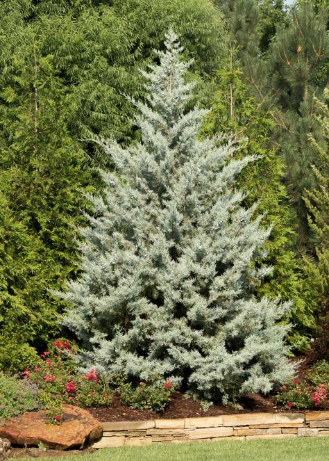 Cypress Blue Ice Arizona - Tree Top Nursery & Landscape Inc. Arizona Cypress, Nursery Landscape, Giant Arborvitae, Thuja Green Giant, Leyland Cypress, Fast Growing Evergreens, Tree Top, Cypress Trees, Blue Ice