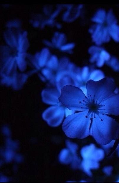 Blue Aesthetic Dark, Dark Blue Flowers, Dark Blue Wallpaper, Beauty Flowers, Everything Is Blue, Blue Hour, Moon Flower, Feeling Blue, Aesthetic Images