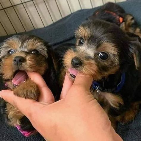 I have 4 adorable Yorkie puppies. 3 males and 1 females. They have been vet checked and received their 1st shots, dewormed every 2 weeks, tails docked and dew claws removed. These Yorkie Puppy Girl, Puppy Girl Names, Puppies Yorkie, Yorkie For Sale, Yorkie Puppies For Adoption, Parti Yorkie, Yorkshire Puppies, Teacup Yorkie For Sale, Yorkie Puppies For Sale