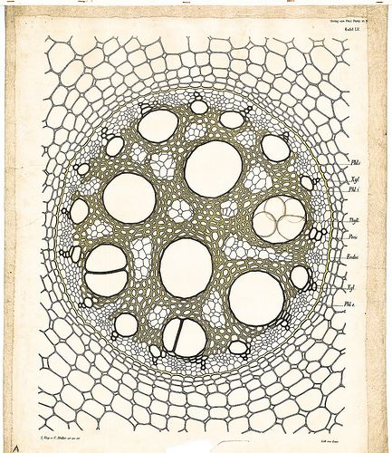 Monocot root Biology Art, Microscopic Images, Scientific Illustration, Patterns In Nature, History Design, Botanical Illustration, Botany, Natural World, Biology