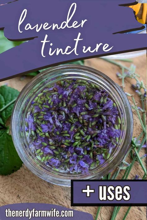 Here's how to make and use lavender tincture! Use it to help headaches, insomnia, to discourage lice, and soothe sores or bug bites. Purslane Tincture Recipe, Lavender Tincture Uses, Lavender Tincture, Lilac Tincture, Wild Violet Tincture, Spilanthes Tincture, Cold Process Soapmaking, Tinctures Recipes, Herbal Medicine Recipes