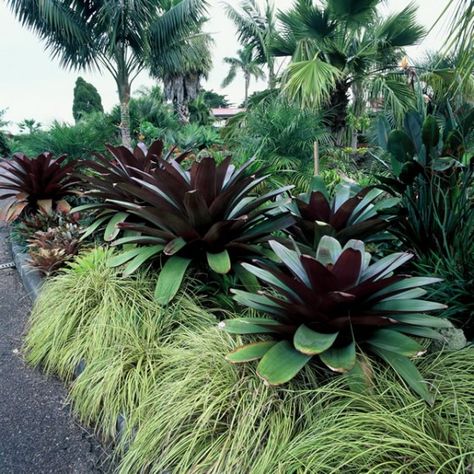 Alcantarea Imperialis Large Image Giant Bromeliad, Alcantarea Imperialis, Bromeliads Landscaping, Elegant Landscape, Bali Garden, Balinese Garden, Tropical Landscape Design, Succulent Landscape Design, Tropical Garden Design