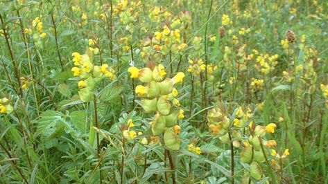 Yellow-rattle | The Wildlife Trusts Yellow Rattle, The Tiny Seed, British Garden, Meadow Flowers, Black Spot, Flower Seeds, Garden Planning, In The Heights, Farmer