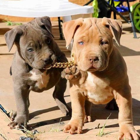 Pinterest @sweetness Pit Bull Puppies, Pitbull Puppies, Cute Dogs And Puppies, Pitbull Dog, Pitbull Terrier, Baby Dogs, Free Stickers, Cute Little Animals, Beautiful Dogs