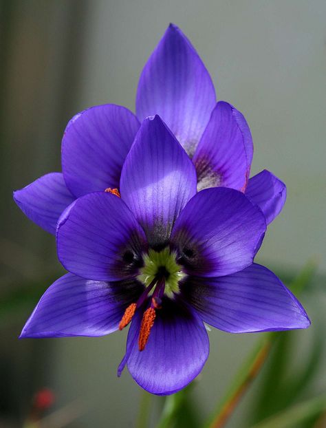 Geissorhiza Splendidissima.    .♛~✿Ophelia Ryan ✿~♛ African Flowers, Unusual Flowers, Airbrush Art, Exotic Flowers, Purple Flower, Flower Beauty, Beautiful Blooms, Flowers Nature, Flower Pictures