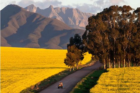 Top Honeymoon Destinations, Working Farm, Garden Swimming Pool, Small Hotel, Farm Stay, Peaceful Life, Western Cape, Southern Africa, Honeymoon Destinations