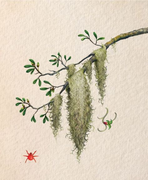 Spanish Moss | Charleston SC | Charleston Magazine Moss Drawing, Spanish Moss Trees, Couples Tattoo Designs, Spanish Design, Spanish Moss, Tree Drawing, Couple Drawings, Couple Tattoos, Charleston Sc