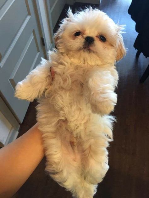 Baby Shih Tzu, Chien Shih Tzu, Baby Mommy, Shitzu Puppies, Shih Poo, Dog Mommy, Toy Dogs, Designer Dogs, Dogs Cute