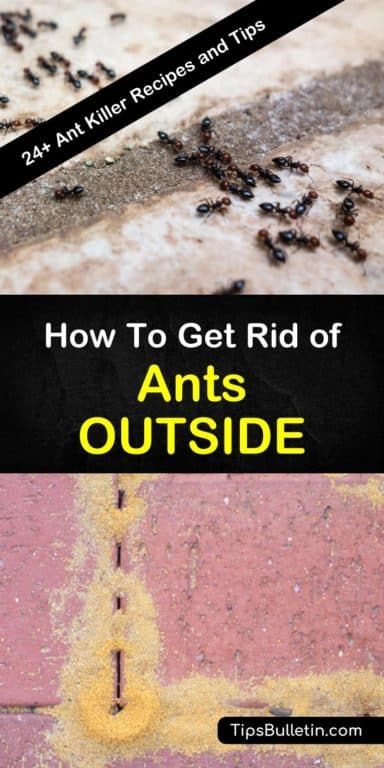 How To Get Rid Of Black Ants, Natural Ant Killer For Yard, Ant Repellent Diy Outdoor, How To Kill Ants Outside, Ant Deterrent Diy, How To Kill Ants, How To Get Rid Of Ants In The Yard, Diy Ant Killer Outdoor, How To Get Rid Of Ants