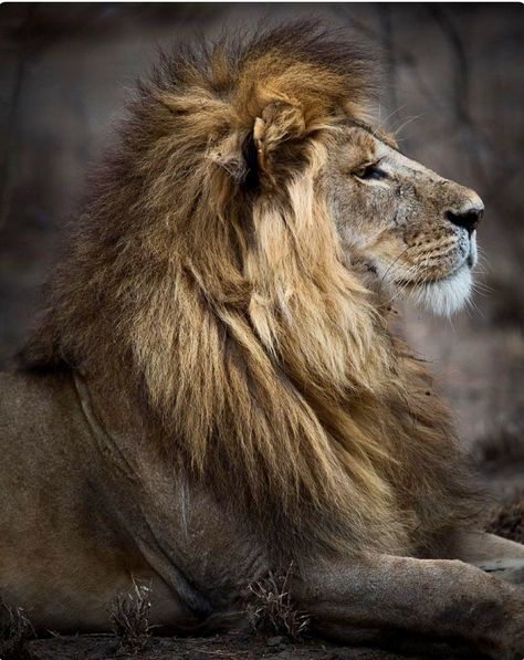 Majestic lion. What a handsome profile! Lion Pics, Lion Profile, White Tigers, Lions Photos, Lion And Lioness, Majestic Lion, Lion Love, Cat Reference, Lion Images