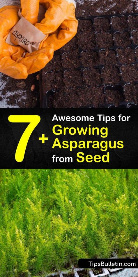 Find out how to harvest homegrown asparagus spears year after year. From the germination of asparagus seeds to harvesting your first crop of Jersey Knight asparagus, we have all the tips for success. Grow them in full sun and fertilize regularly for best results. #howto #grow #asparagus #seeds Growing Asparagus From Seed, Plant Asparagus, Grow Asparagus, Asparagus Seeds, Asparagus Plant, Growing Asparagus, Vegetable Garden Tips, Large Bed, Perennial Vegetables