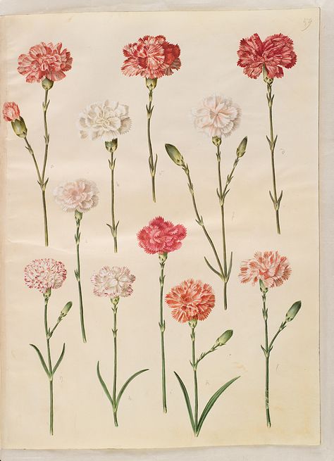 Colored Carnation Tattoo, Dianthus Tattoo, Carnation Flower Tattoo, Maria Sibylla Merian, Carnation Tattoo, Dianthus Flowers, Dianthus Caryophyllus, Vintage Illustration Art, Carnation Flower