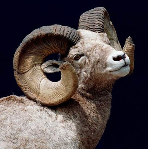 Big horn sheep closeup Mountain Goat Photography, Animal Horns Reference, Animal With Horns, Aries Animal, Mouflon Sheep, Sheep Reference, Big Horned Sheep, Sheep Horns, Animal Horns