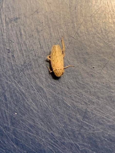 What is this bug I keep finding flying in my room at night? My Room At Night, Room At Night, In My Room, My Room, At Night, Bugs, Collage, Wall, Animals