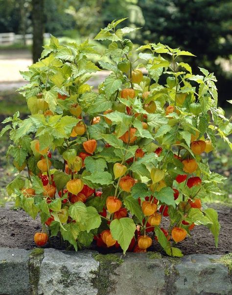 Chinese Lanterns Plant, Backyard Flowers Beds, Fruits And Vegetables Pictures, Buah Dan Sayur, Farming Ideas, Vegetable Pictures, Traditional Lanterns, Chinese Lantern, Garden Shrubs