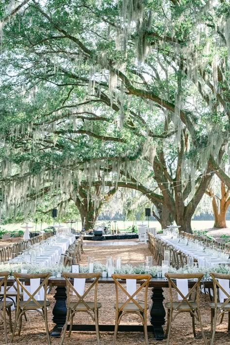 Low Country Wedding Ideas, Louisiana Wedding Venues Outdoor, Louisiana Outdoor Wedding, Mossy Oak Tree Wedding, Southern Charm Wedding Decorations, Old Southern Wedding Theme, Wedding Oak Tree, Willow Tree Wedding Decorations, Bayou Wedding Louisiana