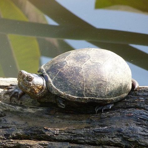 The Mud Turtle is a popular breed of turtle that is kept as a pet. These low maintenance turtles are a good choice for those who are beginners. Mud Turtle, Yellow Bellied Slider, Map Turtle, Turtle Pond, Tortoise Turtle, Raw Dog Food Recipes, Four Legged, Low Maintenance, Turtles