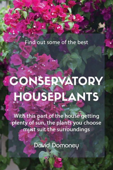 Just like we all have different wants, needs and environments that help us thrive, each houseplant has a perfect environment where it will grow its best. Conservatories usually receive plenty of sun due to their large windows. So, here are some of the best houseplants to grow in your conservatory. Trees For Small Gardens, Conservatory Plants, Best Houseplants, Tiny Gardens, Flowering Cherry Tree, Pitcher Plant, Shop Sign, Carnivorous Plants, Winter Flowers