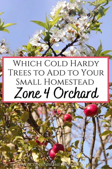 Which Fruit Trees for Zone 4? Choosing Trees for Your Zone 4 Orchard Zone 4 Fruit Trees, Zone 4 Gardening Landscaping, Cold Hardy Fruit Trees, Small Apple Orchard, Zone 4b Landscaping, Planting An Orchard, Zone 4b Gardening, Small Orchard Layout, Zone 4 Landscaping