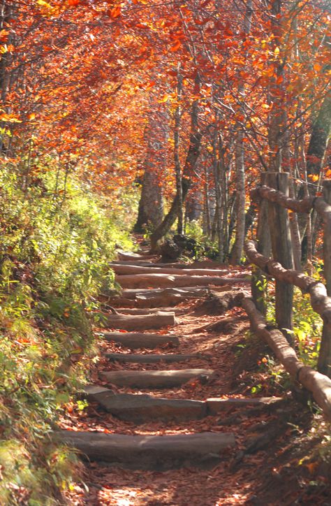 appalachian-trail-at-newfound-gapjpg/ Narrow Corridor, Thru Hiking, Appalachian Trail, Stairway To Heaven, Walk In The Woods, Great Smoky Mountains, Smoky Mountains, Hiking Trails, Backpacking