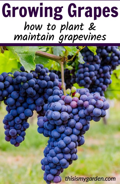 Planting Grapes, How To Grow Grapes, Fruit Trees Backyard, Grapes Growing, Grape Vine Plant, Grape Vine Trellis, Grow Grapes, Fruit Tree Garden, Grape Trellis