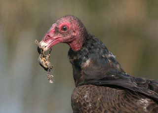 Vulture Eating, Cowboy Films, Turkey Vulture, Common Birds, Buzzard, Pretty Birds, Birds Of Prey, Fun Science, Student Loans