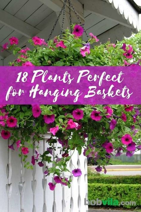 best plants for hanging baskets