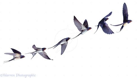 Barn Swallow (Hirundo rustica) flight sequence 6 Birds Tattoo, Bird Flying Sequence, Swallow Tailed Kite Tattoo, Birds Flying Drawing, Flying Birds Drawing, Drawing Sequence, Barn Swallow Tattoo, Swallow Flying, Flying Drawing