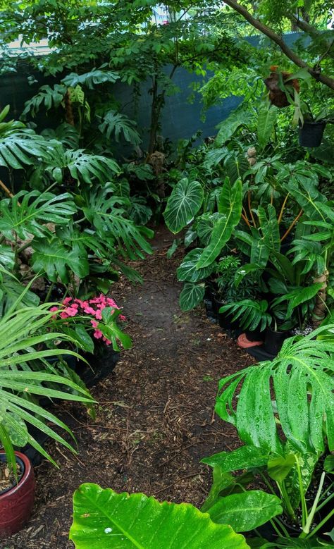 Rainforest Garden, Garden Fairy Costume, Dream Garden Backyards, Pool Bed, Garden River, Front Lawn Landscaping, River Rock Garden, Conservatory Greenhouse, Backyard Covered Patios