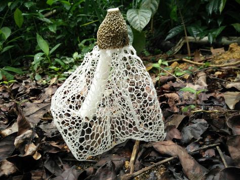 Phallus atrovolvatus Growing Mushrooms At Home, Mushroom Fungi, Coloring Eggs, Egg Shape, Bridal Veil, Botanical Illustration, Amazing Nature, Free Ebooks, Veil