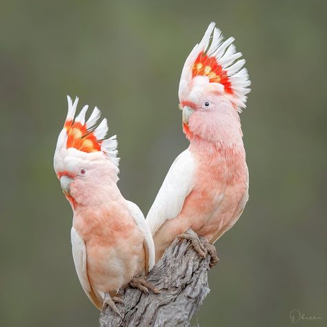 Pink Cockatoo, Birds Photography Nature, Australian Birds, The Abc, Bird Photography, Birds Painting, Nature Animals, Show Us, Best Photos