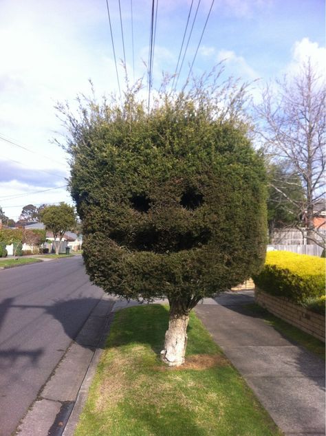 Check out this tree who's just so stoked to be a tree. | 25 Photos Guaranteed To Brighten Your Day Things With Faces, Bob Ross Paintings, Tree Faces, Face Pictures, Strange Places, Bob Ross, Funny Face, Better Day, Happy Face