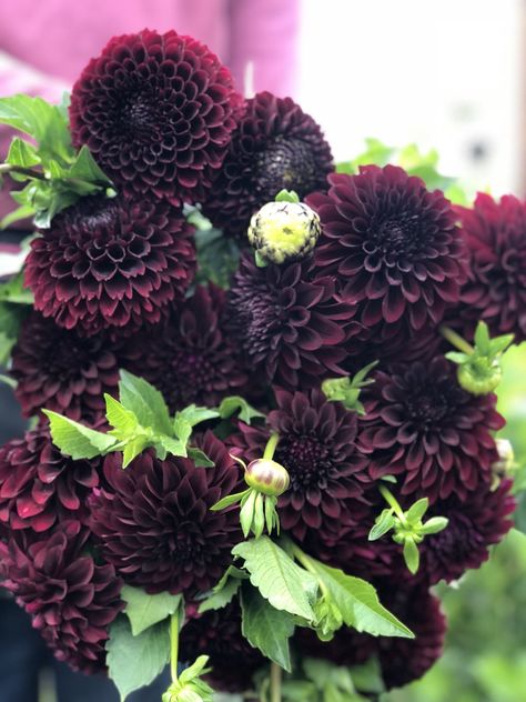 Jowey Mirella Dahlia, Black Dahlias Aesthetic, Black Daliah Flower Aesthetic, Black Dahlia Bouquet, Black Dahlia Aesthetic, Black Satin Dahlia, Plum Dahlia, Daliah Flower, Black Dahlia Flower