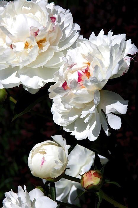 Photo Brian Davis, The Photograph, Cactus Y Suculentas, White Peonies, Gardening Supplies, Arte Floral, Love Flowers, Pretty Flowers, Floral Painting