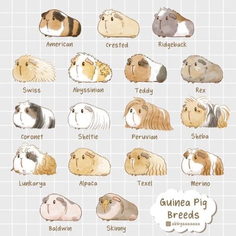 Guinea Pig Breesd draw by "IG:abbyaaaaaaa" How To Draw Guinea Pigs, Cute Guinea Pig Drawings, Guinea Pig Ideas, Guinea Pig Cage Ideas Diy, Cute Guinea Pig Cage Ideas, Guinea Pigs Cage Ideas, Guinea Pigs Cute, Guinea Pig Cage Ideas, Cute Animal Wallpapers