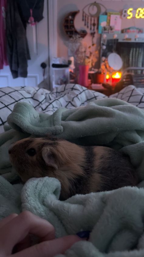 Gineau Pig Aesthetic, Guinea Pigs Aesthetic, Guinea Pig Aesthetic, Ginnie Pigs, Guinea Pigs Cute, Guine Pig, Cuddles In Bed, Pig Girl, Baby Guinea Pigs