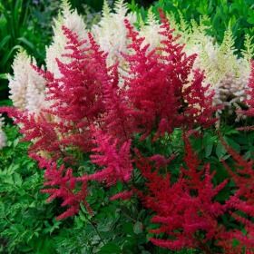 Astilbe Red Red Astilbe, Long Bloomers, Flowering Shade Plants, Best Plants For Shade, Coral Bells Heuchera, Shade Loving Plants, Backyard Renovation, Landscaping Curb Appeal, Home Exterior Ideas