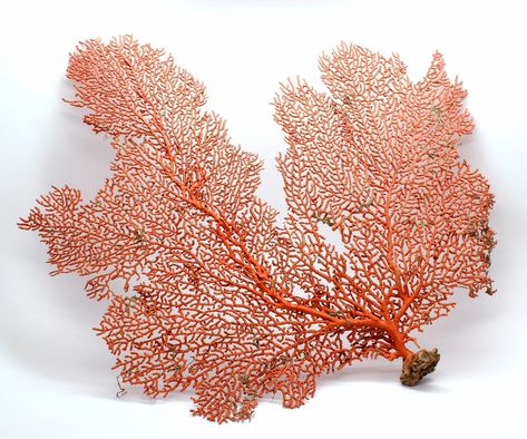 REAL Natural Dried Sea Fans Large Coral Colored Beach Coastal | Etsy Coastal Cottage Decorating, Fan Coral, Sea Fan, Coral Decor, Coastal Beach Decor, Sea Coral, Natural Coral, Coastal Wall Art, Shell Crafts