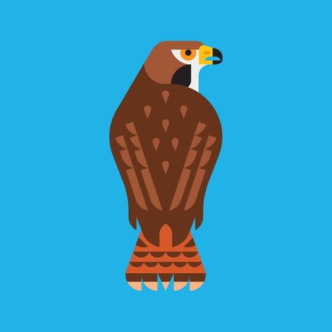 Elsa & Tyler Lang on Instagram: “Red-tailed Hawk mindset for the week. 💪🦅” Hawk Illustration, Hawk Drawing, Red Tailed Hawk, Bird Illustration, Custom Stickers, Birds, Red, On Instagram, Quick Saves