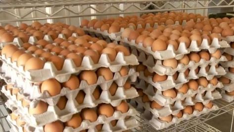 Poultry farmers in Nigeria have raised alarms over a looming increase in egg prices, with projections suggesting a hike from the current N5,500 to as much as N10,000 per crate. The Poultry Association of Nigeria (PAN) attributes the potential surge to rising transportation costs following fuel subsidy removal and the sharp increase in feed prices driven by millers. During a press conference held in Abuja to mark World Egg Day, Musa Hakeem, Secretary of PAN's Federal Capital Territory (FCT) Ch... World Egg Day, Business Education, Egg, Drive, Regional