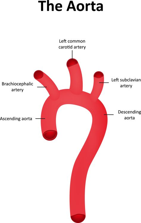 Your aorta, the main artery in your body, is as long as a garden hose! Lifepilllaboratoires.com. #TheLifePill #DrSparman #Aorta #HeartFacts #HeartHealth #HerbalHeartHealth Aorta Anatomy, Heart Facts, Carotid Artery, Anatomy And Physiology, Family Health, Heart Health, Garden Hose, A Garden, Health Tips